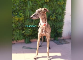 Poseidón geb. 05/2024 (in Deutschland) - unglaublich lieber, ruhiger und edler Galgo!