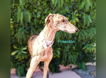 Poseidón geb. 05/2024 (in Deutschland) - unglaublich lieber, ruhiger und edler Galgo!