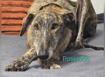 Poseidón geb. 05/2024 (in Deutschland) - unglaublich lieber, ruhiger und edler Galgo!