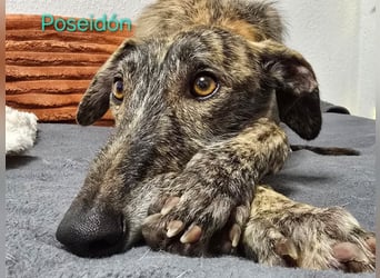 Poseidón geb. 05/2024 (in Deutschland) - unglaublich lieber, ruhiger und edler Galgo!