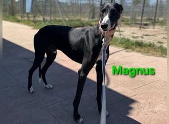 Magnus geb. 06/2019 (in Deutschland) - ausgeglichener & sanfter Galgo sucht ein liebevolles Zuhause!