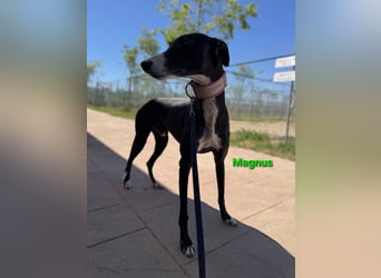 Magnus geb. 06/2019 (in Deutschland) - ausgeglichener & sanfter Galgo sucht ein liebevolles Zuhause!