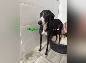 Magnus geb. 06/2019 (in Deutschland) - ausgeglichener & sanfter Galgo sucht ein liebevolles Zuhause!