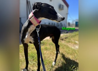Magnus geb. 06/2019 (in Deutschland) - ausgeglichener & sanfter Galgo sucht ein liebevolles Zuhause!