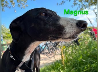 Magnus geb. 06/2019 (in Deutschland) - ausgeglichener & sanfter Galgo sucht ein liebevolles Zuhause!