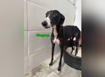 Magnus geb. 06/2019 (in Deutschland) - ausgeglichener & sanfter Galgo sucht ein liebevolles Zuhause!