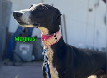 Magnus geb. 06/2019 (in Deutschland) - ausgeglichener & sanfter Galgo sucht ein liebevolles Zuhause!