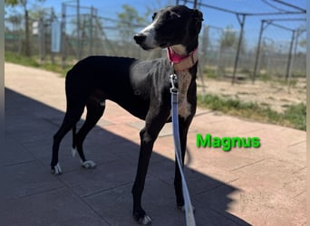 Magnus geb. 06/2019 (in Deutschland) - ausgeglichener & sanfter Galgo sucht ein liebevolles Zuhause!