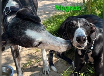 Magnus geb. 06/2019 (in Deutschland) - ausgeglichener & sanfter Galgo sucht ein liebevolles Zuhause!