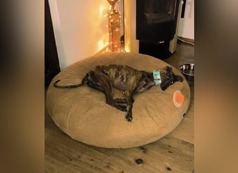 Pastora, sehr verschmust und vorsichtig