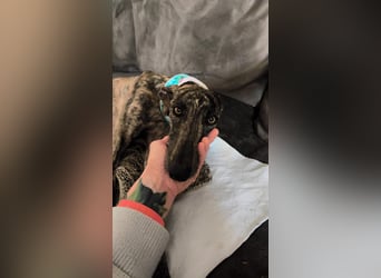 Pastora, sehr verschmust und vorsichtig