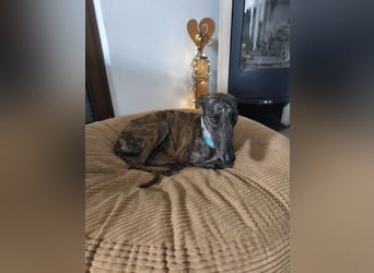 Pastora, sehr verschmust und vorsichtig