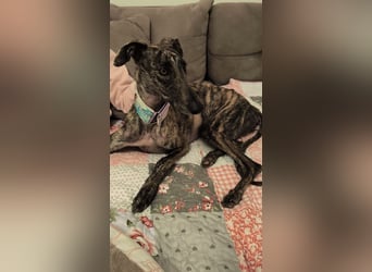 Pastora, sehr verschmust und vorsichtig