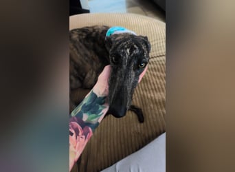 Pastora, sehr verschmust und vorsichtig