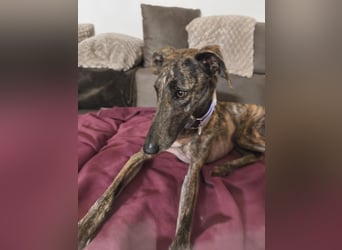 Pastora, sehr verschmust und vorsichtig