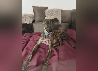 Pastora, sehr verschmust und vorsichtig