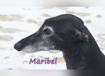 Maribel geb. 10/2020 (DE) - liebe, anhängliche und verspielte Galga sucht ein neues Zuhause!
