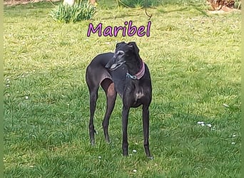 Maribel geb. 10/2020 (DE) - liebe, anhängliche und verspielte Galga sucht ein neues Zuhause!