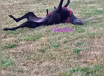 Maribel geb. 10/2020 (DE) - liebe, anhängliche und verspielte Galga sucht ein neues Zuhause!