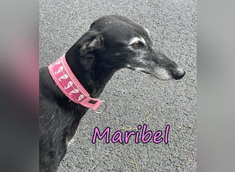 Maribel geb. 10/2020 (DE) - liebe, anhängliche und verspielte Galga sucht ein neues Zuhause!