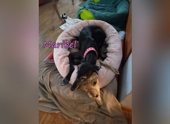 Maribel geb. 10/2020 (DE) - liebe, anhängliche und verspielte Galga sucht ein neues Zuhause!