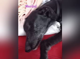 Maribel geb. 10/2020 (DE) - liebe, anhängliche und verspielte Galga sucht ein neues Zuhause!