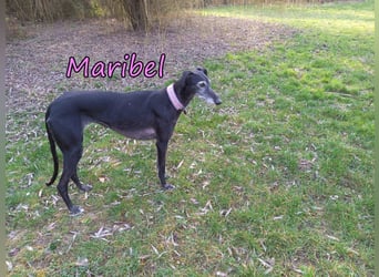 Maribel geb. 10/2020 (DE) - liebe, anhängliche und verspielte Galga sucht ein neues Zuhause!