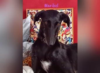 Maribel geb. 10/2020 (DE) - liebe, anhängliche und verspielte Galga sucht ein neues Zuhause!