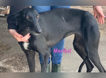 Maribel geb. 10/2020 (DE) - liebe, anhängliche und verspielte Galga sucht ein neues Zuhause!