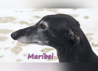 Maribel geb. 10/2020 (DE) - liebe, anhängliche und verspielte Galga sucht ein neues Zuhause!