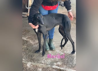 Maribel geb. 10/2020 (DE) - liebe, anhängliche und verspielte Galga sucht ein neues Zuhause!