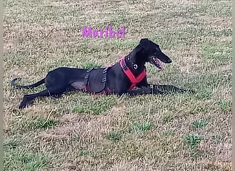 Maribel geb. 10/2020 (DE) - liebe, anhängliche und verspielte Galga sucht ein neues Zuhause!