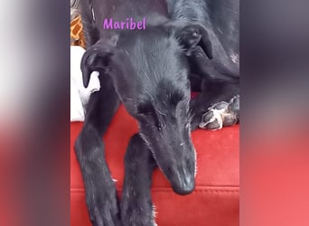 Maribel geb. 10/2020 (DE) - liebe, anhängliche und verspielte Galga sucht ein neues Zuhause!