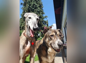 MARIANA - Sonnenschein auf der Suche nach Liebe (PLZ 355.. Wetzlar OT)