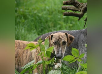 SAMU - Ein Freund für´s Leben