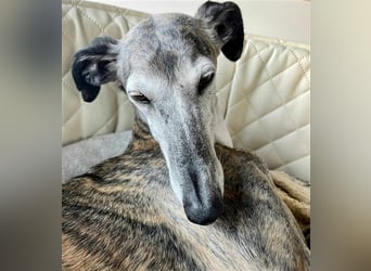 MARIANA - Sonnenschein auf der Suche nach Liebe (PLZ 355.. Wetzlar OT)