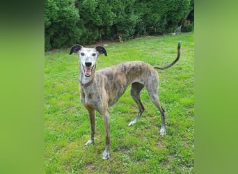 MARIANA - Sonnenschein auf der Suche nach Liebe (PLZ 355.. Wetzlar OT)