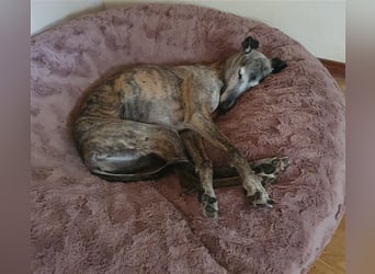 MARIANA - Sonnenschein auf der Suche nach Liebe (PLZ 355.. Wetzlar OT)