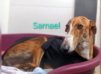 Samael geb. 09/2022 (in Deutschland) - ausdrucksstarker und feinfühliger Galgo!