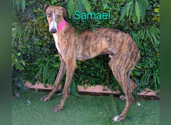 Samael geb. 09/2022 (in Deutschland) - ausdrucksstarker und feinfühliger Galgo!