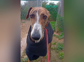 Samael geb. 09/2022 (in Deutschland) - ausdrucksstarker und feinfühliger Galgo!