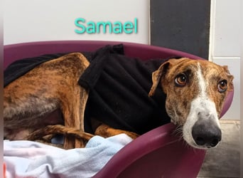 Samael geb. 09/2022 (in Deutschland) - ausdrucksstarker und feinfühliger Galgo!