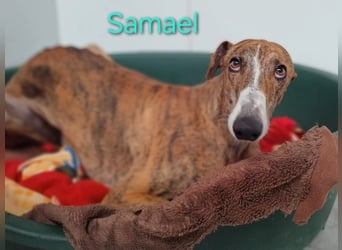 Samael geb. 09/2022 (in Deutschland) - ausdrucksstarker und feinfühliger Galgo!