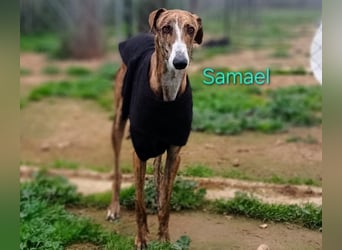 Samael geb. 09/2022 (in Deutschland) - ausdrucksstarker und feinfühliger Galgo!
