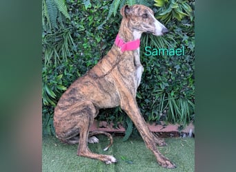 Samael geb. 09/2022 (in Deutschland) - ausdrucksstarker und feinfühliger Galgo!