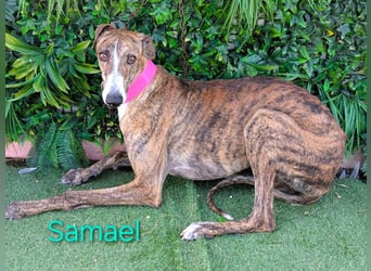 Samael geb. 09/2022 (in Deutschland) - ausdrucksstarker und feinfühliger Galgo!