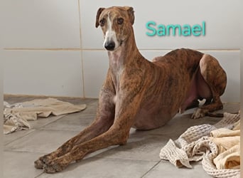 Samael geb. 09/2022 (in Deutschland) - ausdrucksstarker und feinfühliger Galgo!