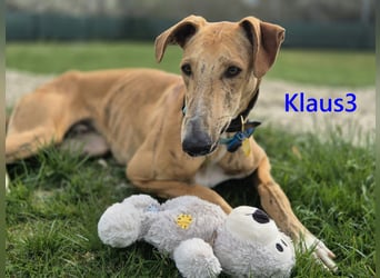 Klaus3 geb. 05/2025 (DE) - sehr freundlicher, aufgeschlossener und menschenbezogener junger Galgo!