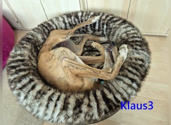 Klaus3 geb. 05/2025 (DE) - sehr freundlicher, aufgeschlossener und menschenbezogener junger Galgo!
