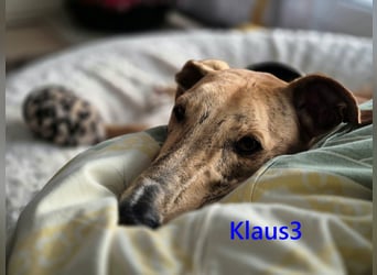 Klaus3 geb. 05/2025 (DE) - sehr freundlicher, aufgeschlossener und menschenbezogener junger Galgo!